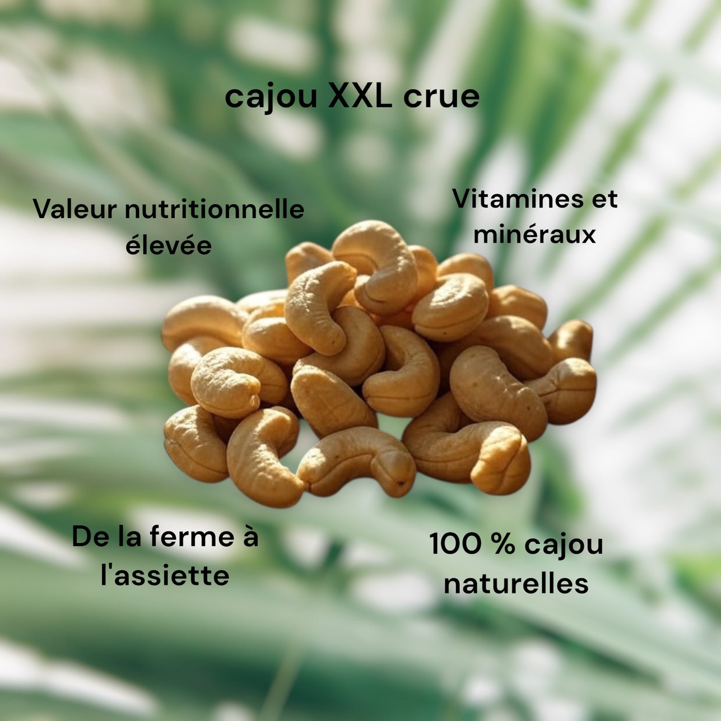 Noix de cajou - XXL Jumbo 1 kg – Croquantes, crues, naturelles et savoureuses